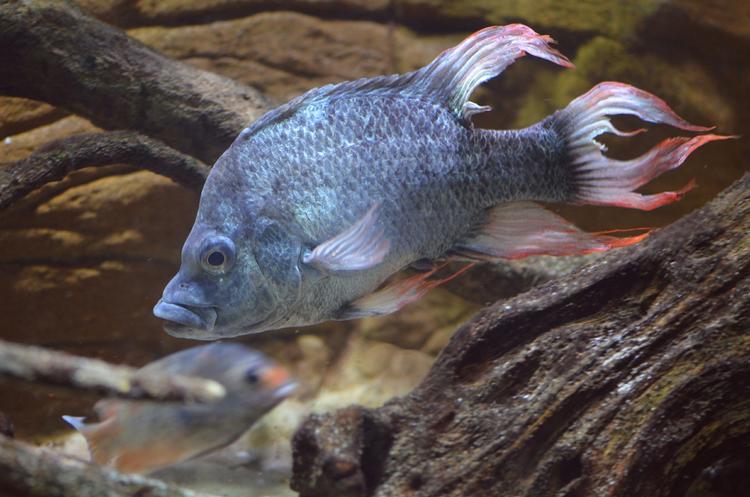 EFTERLYSNING. En af de to Mangarahara cichlider, der lever i Londons zoologiske have - og som haven gerne vil finde en mage til. 