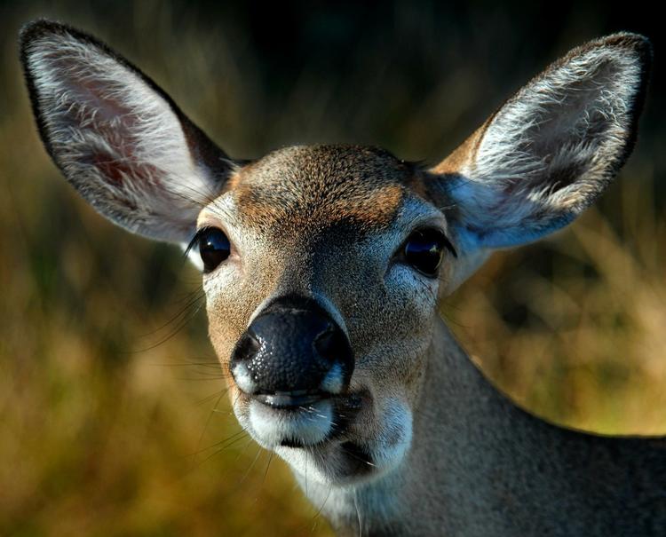 Bambi. Rådyr, dådyr og hjorte er jo nærmest pr. definition noget af det mest nuttede, Gud har skabt. 