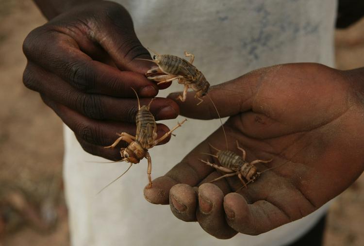 HAPS. Restauranter verden over bør i højere grad sætte fårekyllinger og andre insekter på menuen, mener FN. 