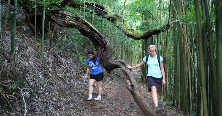 Regnskov. Lyt til den klakkende lyd fra tusindvis af hule rør, der står helt tæt på stien. 