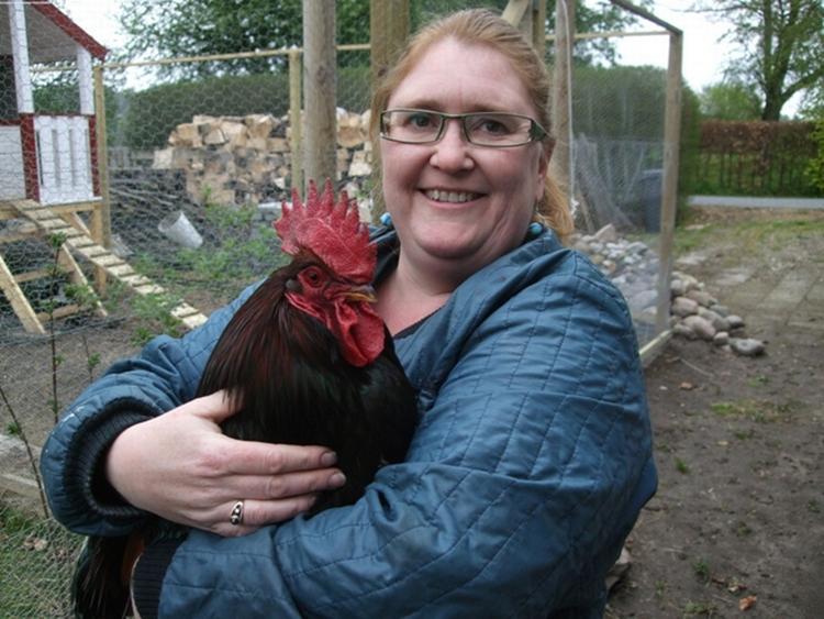 HOBBY. Henriette Hall med sin gamle hane af racen Barnevelder - bedre kendt som Kong Knud. Hobbyhønseavleren er frustreret over, at hun ikke må sælge eller forære sine æg væk. 