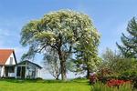 ryge blomstrende træer pæretræ