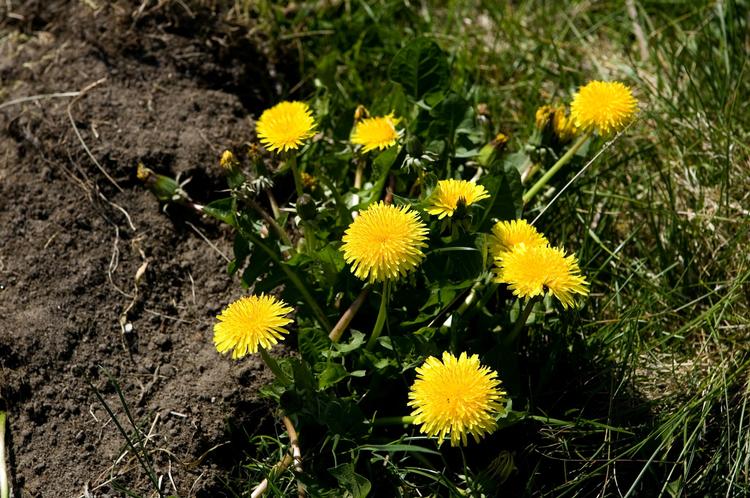 Blomster. Smukt ukrudt i haven. 