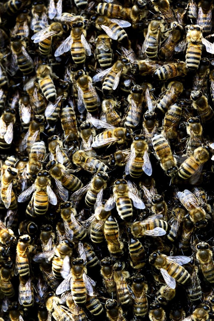 Bombebi. Forskere udnytter nu honningsbiers utrolige lugtesans til at opspore sprægstof fra krigen. 