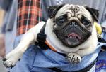 Hvalkød. Japanske hunde kan forkæles med godbidder lavet af kød fra truede hvaler. 