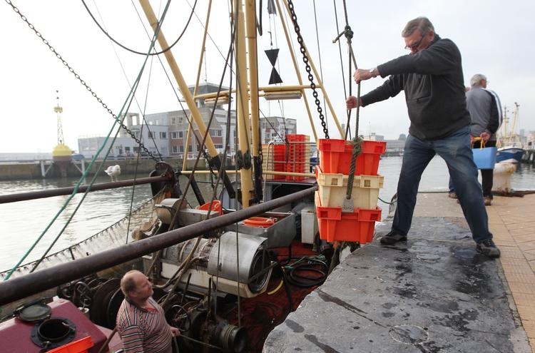 Fisk. Ny EU-reform vil gøre det ulovligt for fiskere at smide spisefisk tilbage i havet. 