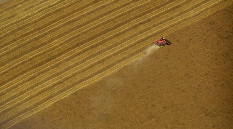 GMO. Politikere frygter, at det vil få alvorlige konsekvenser for landbrugseksporten, at der er fundet ikke-godkendt genmodificeret hvede i Oregon. 