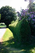 Nyklippet. Hækken viser mirabellehækken 12 dage efter klipningen. 2,50 meter høj og 50 meter lang. Klippetiden er under 1 time. Privatfoto 