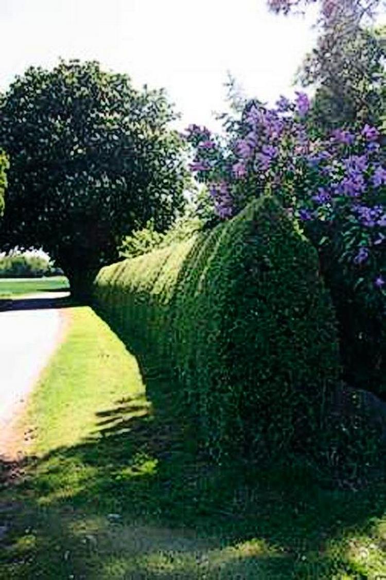 Nyklippet. Hækken viser mirabellehækken 12 dage efter klipningen. 2,50 meter høj og 50 meter lang. Klippetiden er under 1 time. Privatfoto 