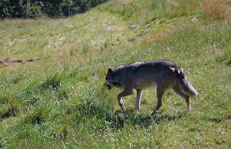 Tyske forskere har dna-identificeret en ung hunulv, som har opholdt sig i det vestlige Slesvig-Holsten hen over sommeren. Ikke langt fra Danmark for en ulv. Ifølge forskernes undersøgelser er ulven vandret 307 km i luftlinje fra Sachsen-Anhalt. 