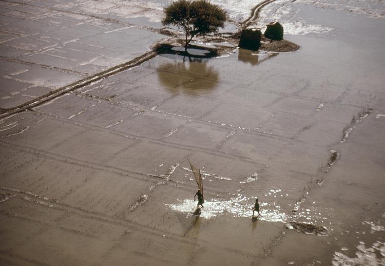 Vandkamp. Egypten og Etiopien strides om retten til Nilens vand. Her oversvømmede marker ved Luxor. 