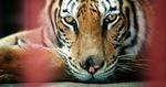 Dyreplageri? 80 km nordvest for Thailands hovedstad Bangkok ligger det omstridte Tigertemple. 