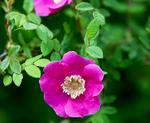 Ukrudsbekæmpelse. En læser er frustreret over en agressiv hybenrose. Roundup er Ryges eneste råd. 