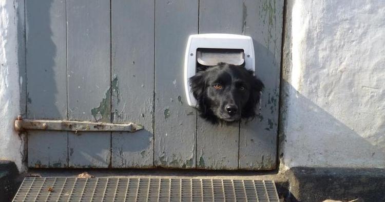 Hundekig. Luna må nøjes med at kigge ud ad kattelemmen, når turister besøger det gamle hus i Sibirien. 