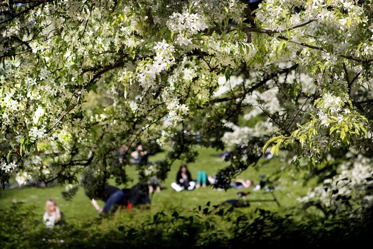 Kulturclash. Menneskelorte skæmmer  Ørstedsparkens sommeridyl. Parkens hjemløse har ikke adgang til toiletter om natten og forretter deres nødtørft i det fri. 