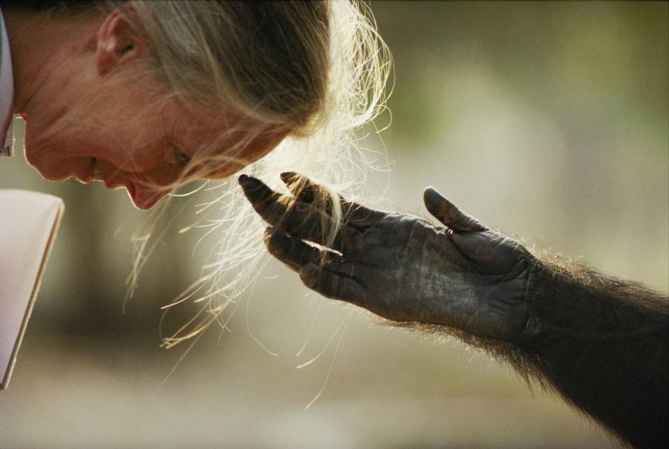 National Geographic - Nick Nichols/MICHAEL NICHOLS/ National Geogra