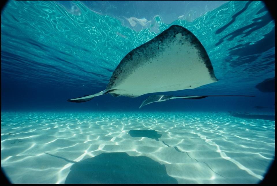 National Geographic - Bill Curtsinger
