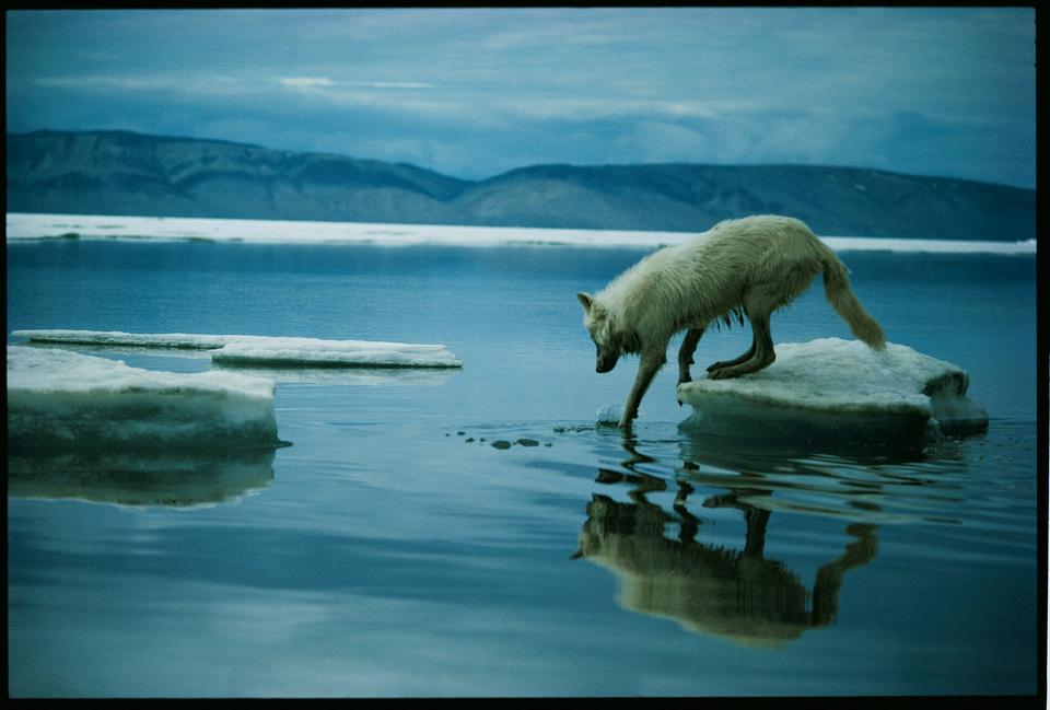 National Geographic - Jim Brandenburg