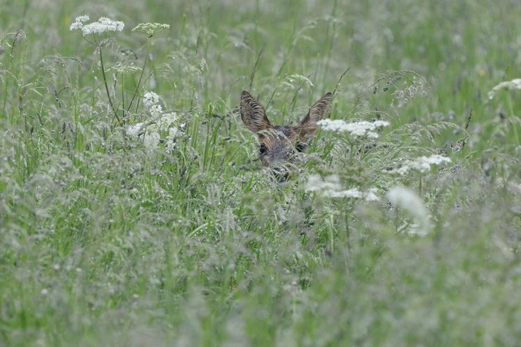 FARE. Hvert år dræbes tusindvis af vilde dyr i landbrugsmaskiner under høsten. I stedet for at flygte, når landbrugsmaskinerne kommer, gemmer de vilde dyr deres unger i afgrøderne, hvor de er svære at få øje på. (arkiv) 
