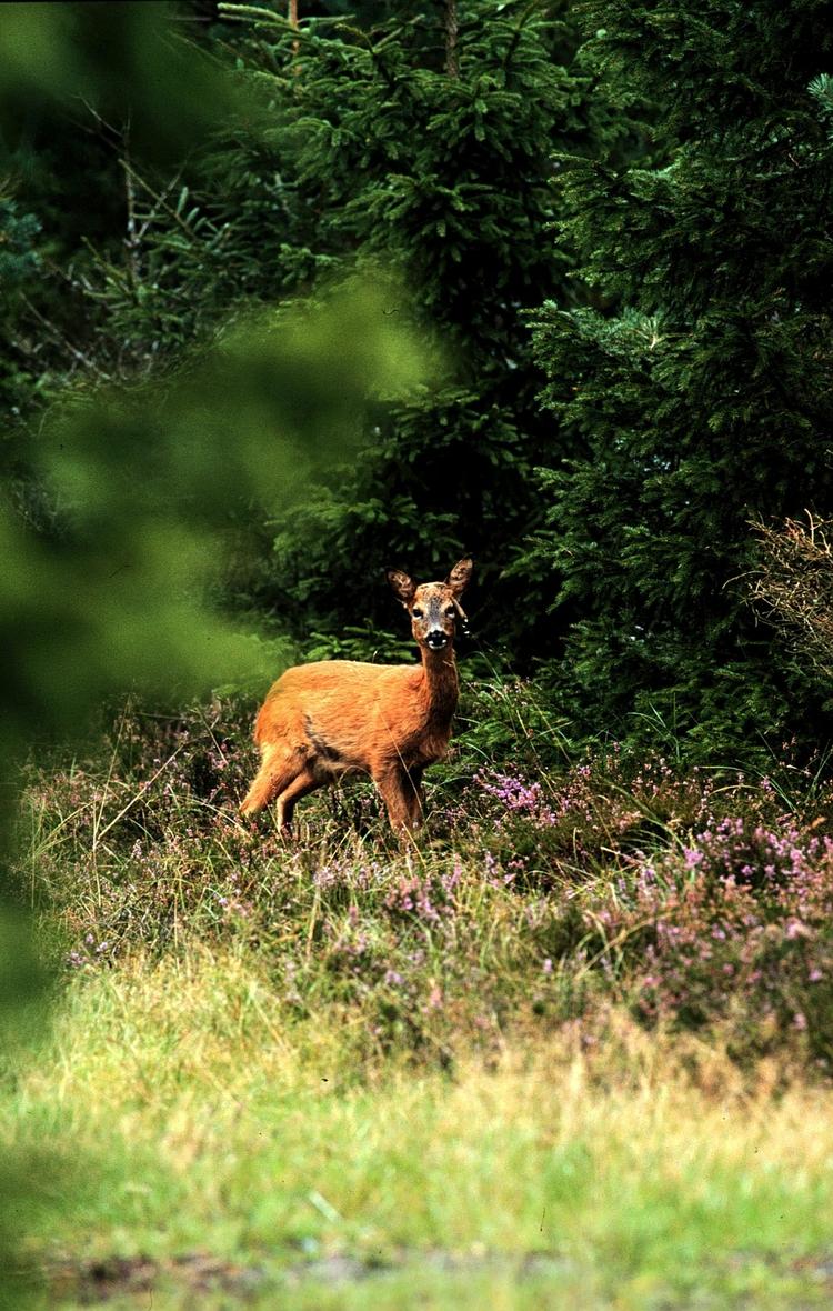 Bambimad. Festivalgæster kan i år lære at partere råvildt, dyste i grød-konkurrence og smøre højt belagt smørrebrød. 