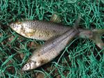 The small Topmouth Gudgeon - a deadly fish that can wreak havoc on native species - has been found in an Aarhus River tributary. 