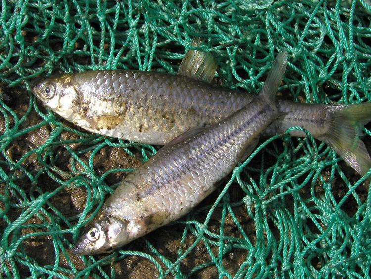 The small Topmouth Gudgeon - a deadly fish that can wreak havoc on native species - has been found in an Aarhus River tributary. 