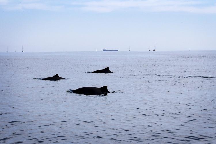 Fremgang. Den truede bestand af marsvin vokser i de danske farvande. 