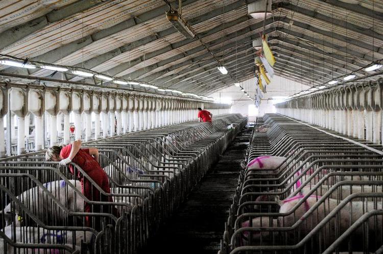 Industrifarm. I danske Axzons svinekompeks tæt ved landsbyen Luka i Ukraine er der omkring 20.000 svin. Her en stald med søer. 