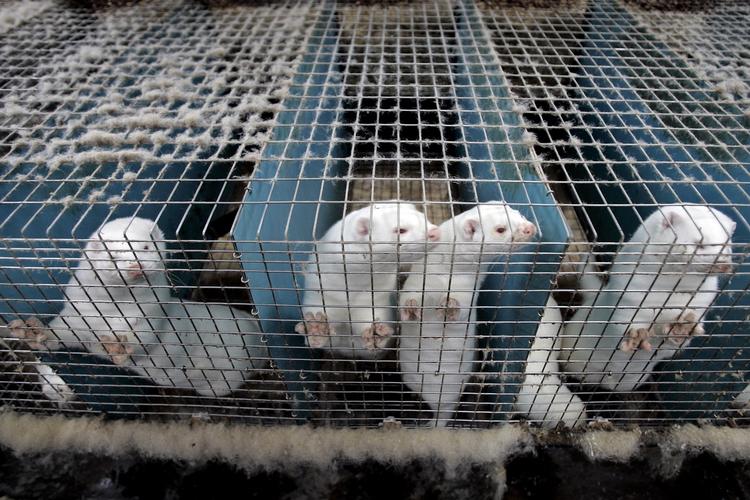 ønskevare. Danske minkavlere producerer mink med pels af høj kvalitet, og det er det, køberne ønsker. Prisen på lavkvalitetsmink falder nemlig. 