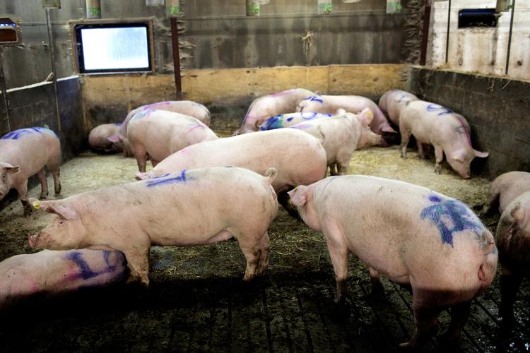 Svinefarm. Det er især en række store svinefarme, der har givet ekstraordinære store overskud og dermed gode penge i statskassen. 