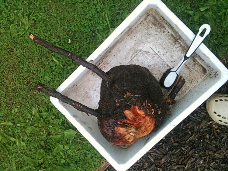 Knold. Flere sæt rødder er formentlig vokset sammen. Privatfoto 