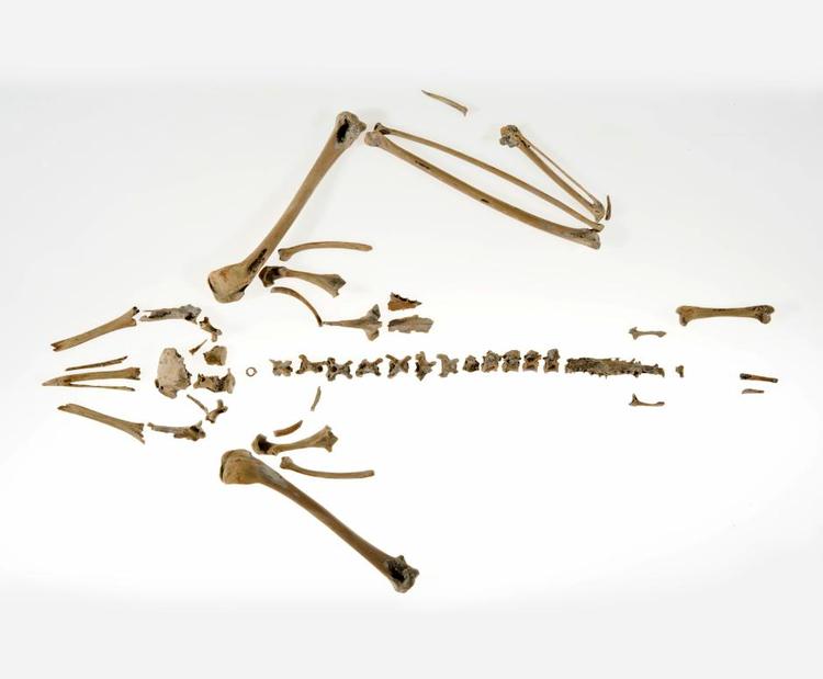 Oldtidsfugl. Det op mod 15.00 år gamle skelet har tilhørt en mindre mågeart. 