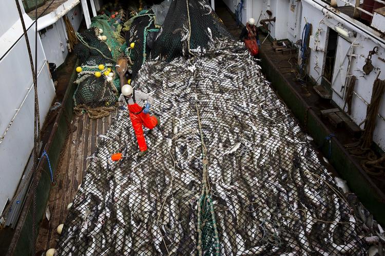 Sild. Sildekonflikten kan koste tusindvis af danske arbejdspladser. 