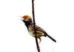 Vid-bird.jpg