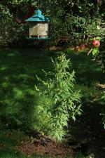 Hamp. Den tyske universitetsby Göttingens borgere kan opleve, at byen bliver grønnere og grønnere i øjeblikket, efter unge autonome har spredt frø over hele byen. 