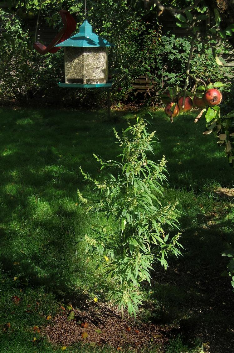 Hamp. Den tyske universitetsby Göttingens borgere kan opleve, at byen bliver grønnere og grønnere i øjeblikket, efter unge autonome har spredt frø over hele byen. 