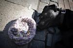 syg? Det er især risikoen for rabies, som i år er konstateret hos katte og ræve i Grækenland, som bekymrer dyrlægerne. 