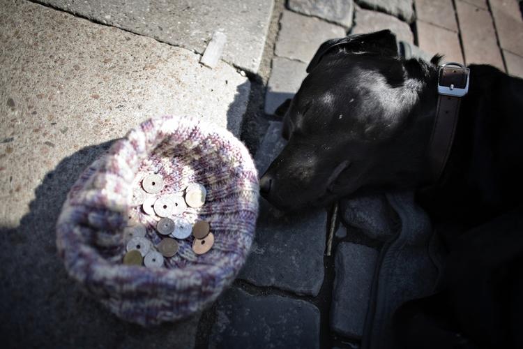 syg? Det er især risikoen for rabies, som i år er konstateret hos katte og ræve i Grækenland, som bekymrer dyrlægerne. 