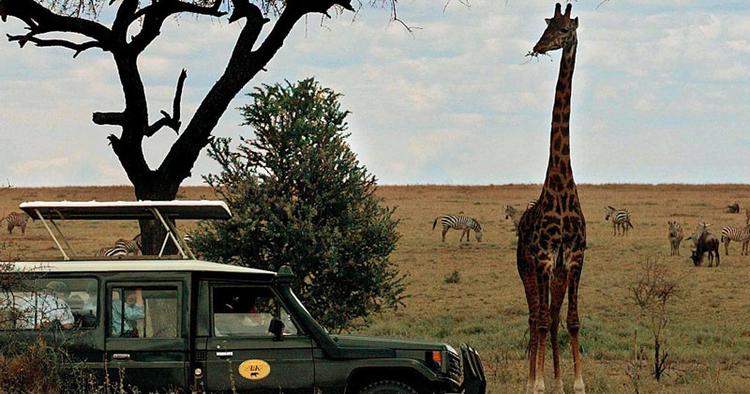 Strid. Jorden omkring Serengeti National Park i Tanzania er så eftertragtet, at regeringen vil flytte flere tusinde lokale. 