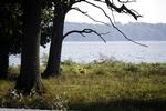 Bambi. Menneskevante rådyr kan være en plage for haveejere, og Erik Knudsen ser gerne, at folk 'hjælper' dem tilbage til en mindre hærgende - og mere sky - tilstand. 