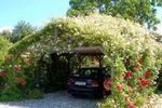 Mageløst. Der findes formodentlig ikke magen til carport nogen steder. Et enkelt træskelet af klassisk konstruktion – men dækket af roser i stedet for brædder og plader. 