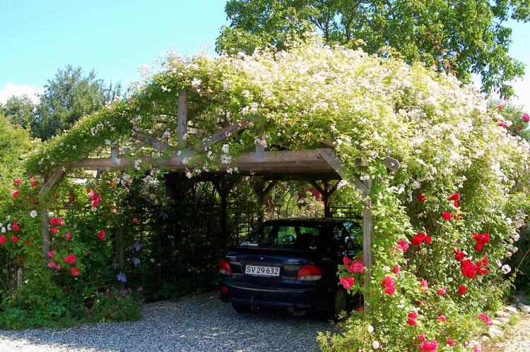 Mageløst. Der findes formodentlig ikke magen til carport nogen steder. Et enkelt træskelet af klassisk konstruktion – men dækket af roser i stedet for brædder og plader. 
