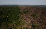 Fældning. På det seneste år er 1.838 kvadratkilometer skov gået tabt i Brasilien. 