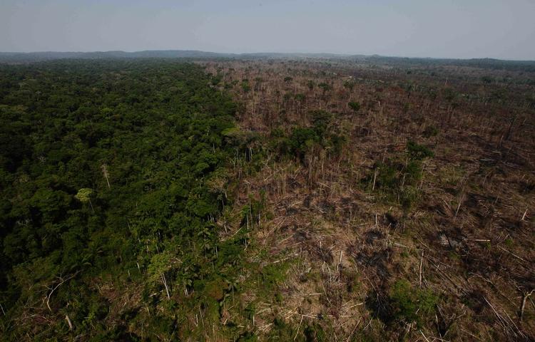 Fældning. På det seneste år er 1.838 kvadratkilometer skov gået tabt i Brasilien. 