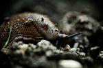 drukning. Snegle er som alle andre dyr omfattet af Dyreværnslovens ord: Den, der vil aflive et dyr, skal sikre sig, at dyret aflives så hurtigt og så smertefrit som muligt. Aflivning ved drukning må ikke finde sted. 