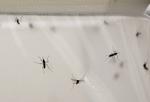 bzzzzzzz. Nåeh, ku I klare mosten, I små bæster? 