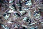 Sundt. Der er ikke nok beviser til at fraråde fiskeolie som kosttilskud, siger Bente Klarlund. Men fisk er i hvert fald stadig sundt. 