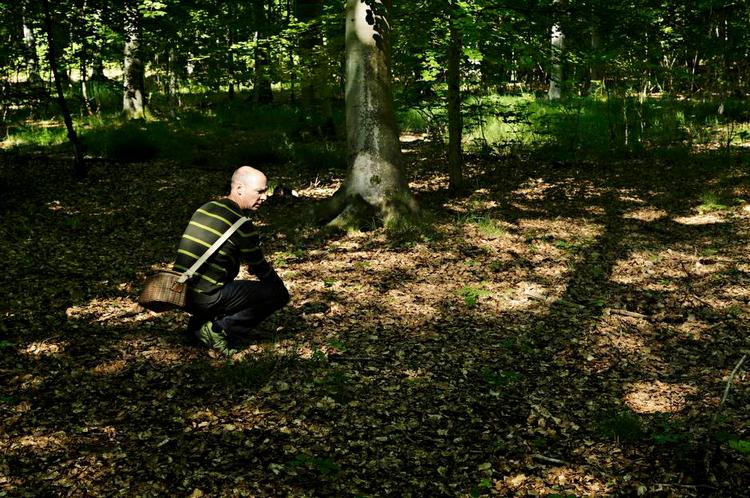 Kantareller. På jagt efter kantareller i skoven sammen med kokken Jan Friis-MIkkelsen 