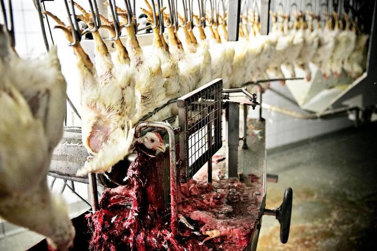 Halal. Kyllingerne bliver bedøvet ved at sænke hovederne ned i vand med elektrisk strøm. Bagefter bliver halsen skåret over. En troende muslim står og beder over dem, mens blodet løber ned og drypper fra næbet. Halalslagtningen sikrer, at alt kød også kan afsættes i muslimske lande. 