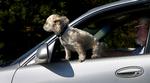 Hedehjælp. Hunden her er vist ikke i tvivl: Den foretrækker den friske fartvind, når det er rigtig varmt. 